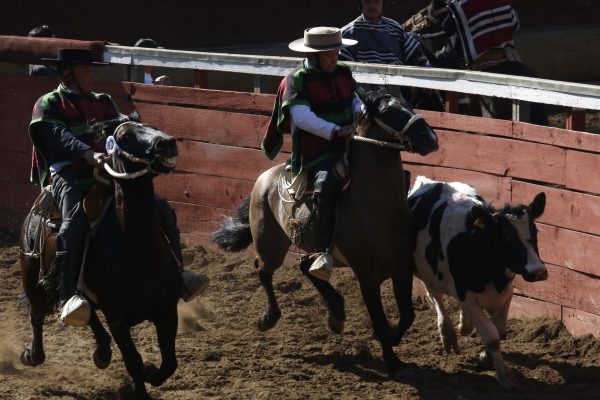 Comienzó la disputa de las Series Libres en la Medialuna de Rancagua